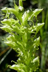 Habenaria lithophila