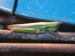 Aleuas lineatus