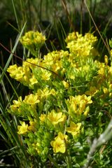 Sebaea sedoides