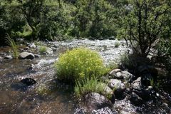Senecio achilleifolius