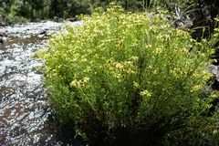 Senecio achilleifolius