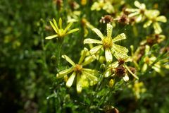 Senecio achilleifolius