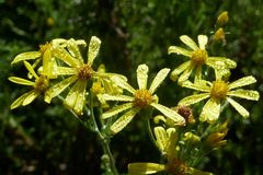 Senecio achilleifolius