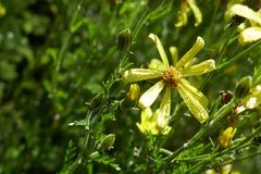 Senecio achilleifolius