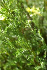 Senecio achilleifolius