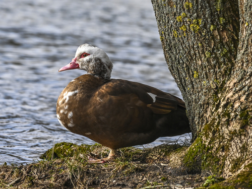 Pato criollo (Cairina moschata)