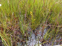 Platycoryne protearum