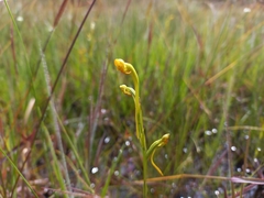 Platycoryne protearum