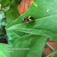 Craspeduchus variegatus