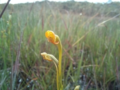 Platycoryne protearum