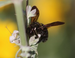 Xylocopa sonorina