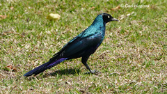 Lamprotornis caudatus