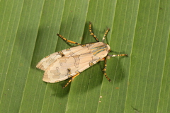 Halysidota orientalis