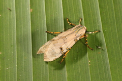 Halysidota orientalis