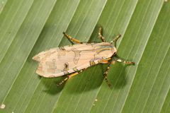Halysidota orientalis