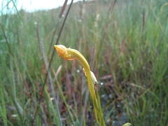 Platycoryne protearum