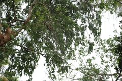 Dendrophthoe falcata