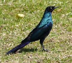 Lamprotornis caudatus