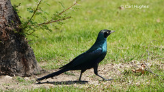 Lamprotornis caudatus