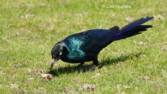 Lamprotornis caudatus