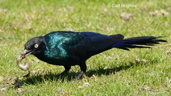 Lamprotornis caudatus