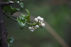 Psychotria serpens