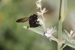 Xylocopa sonorina