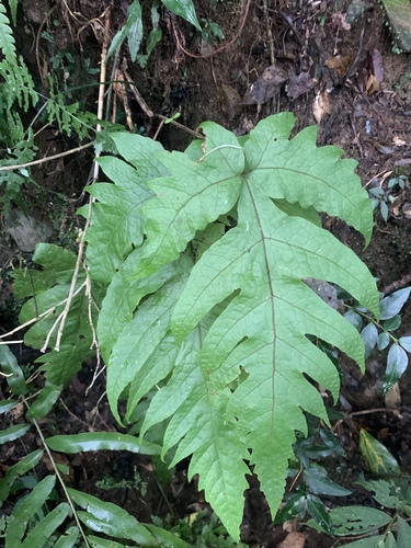 Tectaria griffithii (Tectaria griffithii)