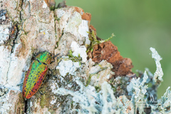 Lamprodila rutilans