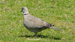 Streptopelia decaocto