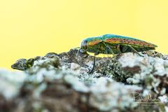 Lamprodila rutilans