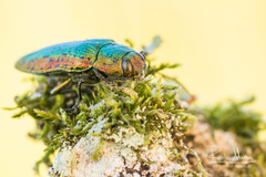 Lamprodila rutilans