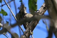 Dryobates spilogaster