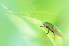 Lamprodila rutilans