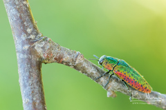Lamprodila rutilans