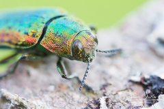 Lamprodila rutilans