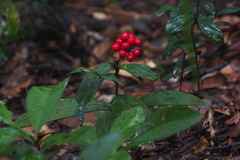 Ardisia crenata