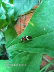 Craspeduchus variegatus