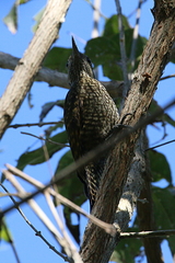 Dryobates spilogaster