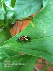 Craspeduchus variegatus