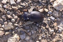 Carabus banonii
