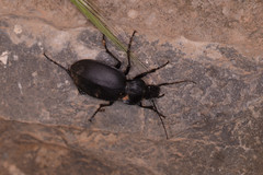 Carabus banonii