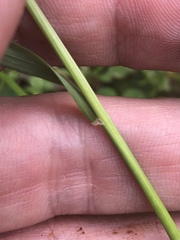 Sphenopholis obtusata