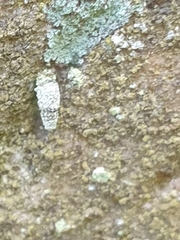 Luffia ferchaultella