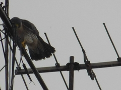Falco peregrinus