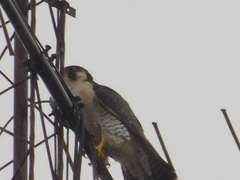 Falco peregrinus