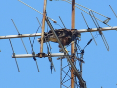 Parabuteo unicinctus