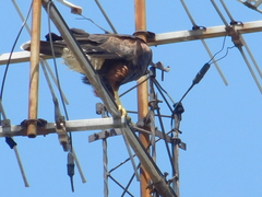 Parabuteo unicinctus