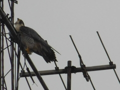Falco peregrinus