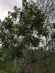 Tecoma castanifolia